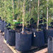 Pflanztasche Rootpouch 30 Ltr 35x30cm | Top-Grow