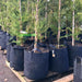 Pflanztasche Rootpouch 45 Ltr 38x40cm | Top-Grow
