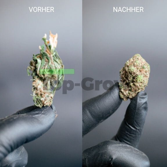 Twister BatchONE Go | Top-Grow